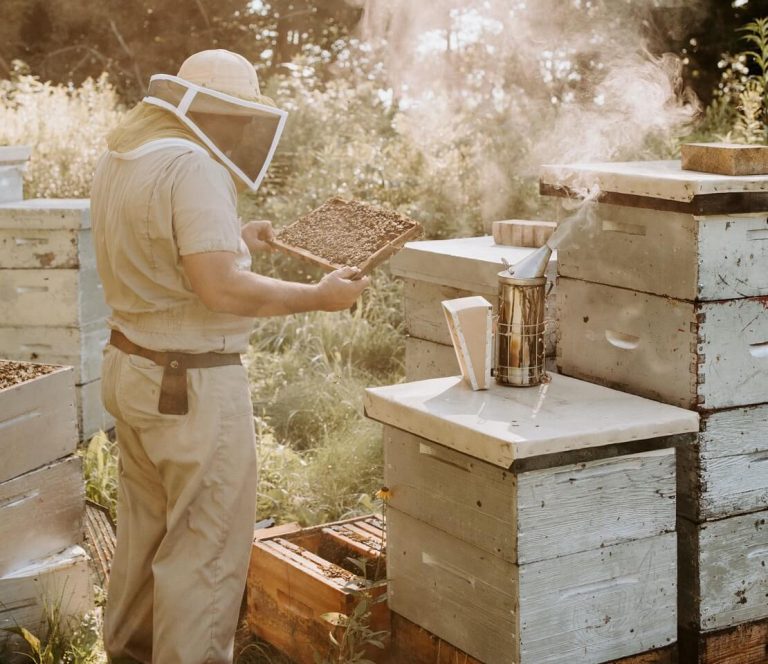 Bee Keeper in the Process of Making Honey