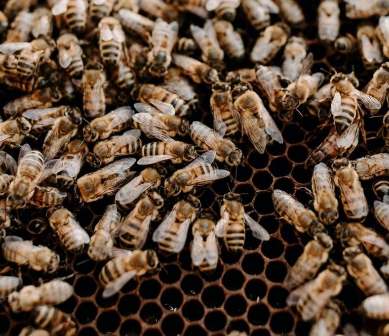 Close up image of bees in the hive